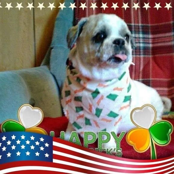 Meet your Posher, Peter - Picture 1 of 1